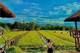 Cần gì tới thiên đường nhiệt đới Bali, Việt Nam cũng có Khu tắm bùn giữa cánh đồng đẹp xuất sắc này