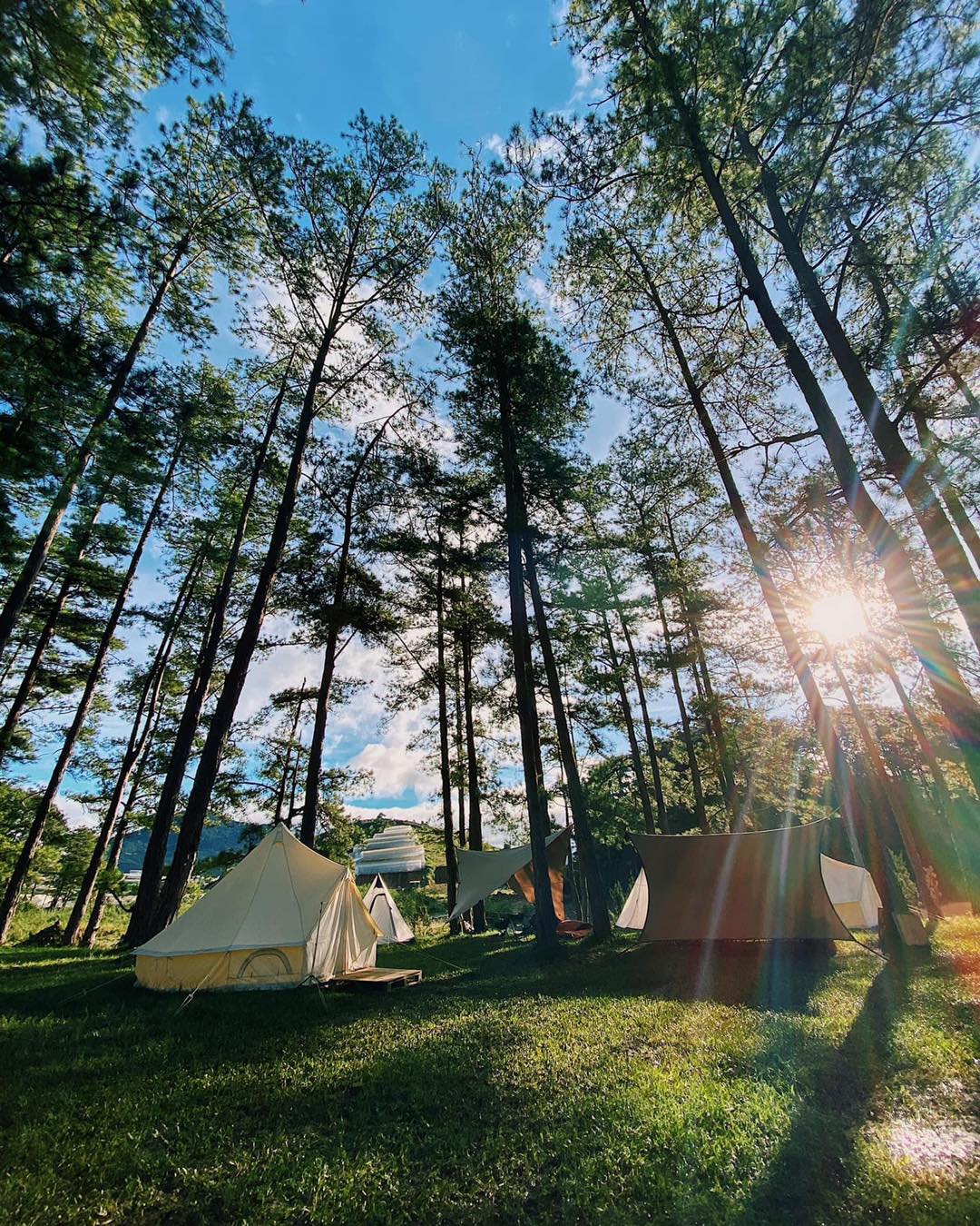 Cắm trại tại rừng thông