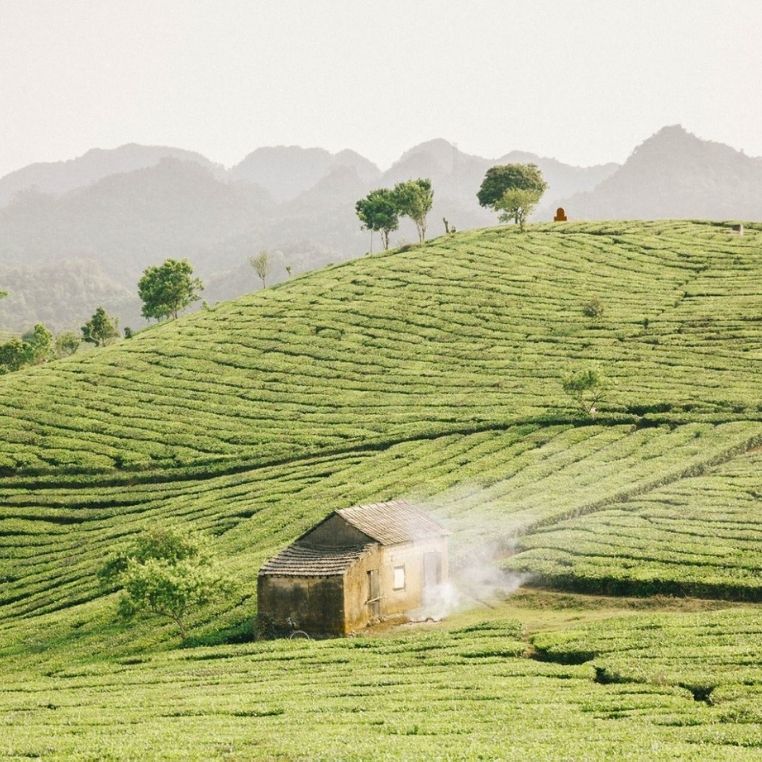Nơi này có "trà xanh" - 7749 đồi trà xanh đẹp nhất Việt Nam 