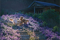 Dạt ra cho dân chơi xóm bước vào check in vườn lavender Đà Lạt xinh xỉu nào