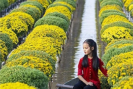 Chơi Tết: Đến làng hoa Sa Đéc mùa này bạn sẽ chọn đi dạo giữa những vườn hoa hay ngồi thuyền xuôi dòng nước ngắm hoa 