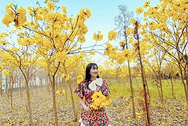 Cảnh tượng hoa chuông vàng nở rộ khắp một vùng trời ở Bắc Giang