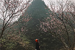 Mùa xuân đang về trên cao nguyên đá thật rồi, lên Hà Giang để thấy "lòng mình cũng nở hoa" thôi! 