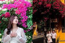 Mùa hoa giấy đang nở rộ ở khắp miền nước Việt khiến người ta chỉ muốn hóa "nàng thơ" dưới giàn hoa rực rỡ
