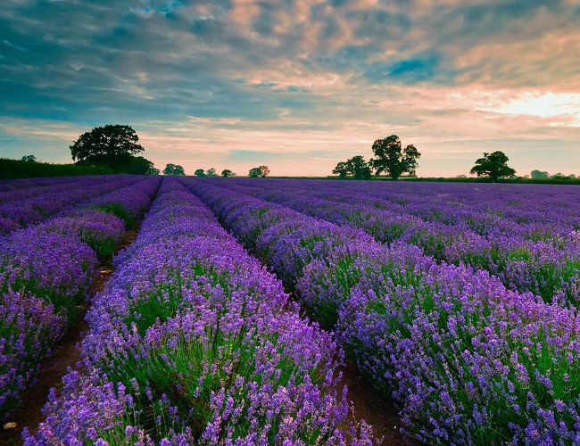 cánh đồng lavender
