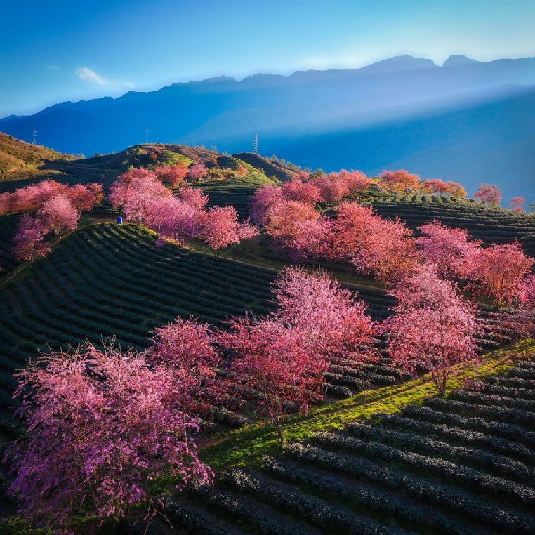 Một thoáng Mộc Châu: khi bốn mùa chạm ngõ và thảo nguyên bừng sắc hoa
