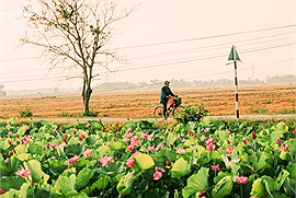 Giữa nắng nóng, dịch bệnh, có một mùa sen ngát hương tháng 6 nở rộ khắp miền nước Việt làm lòng ta như dịu lại...