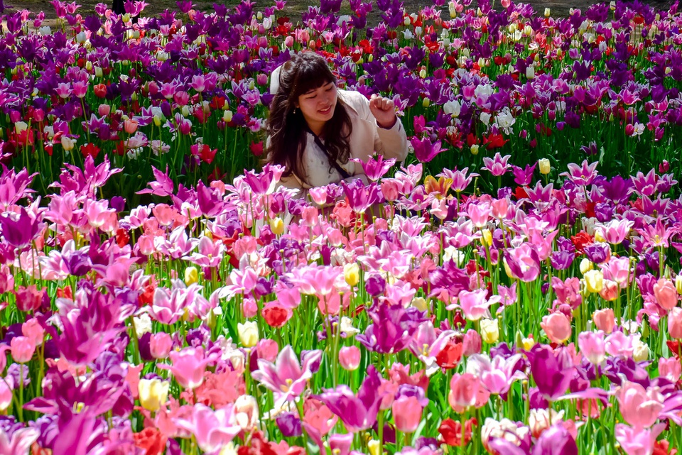 mùa hoa ở công viên Hitachi Nhật Bản