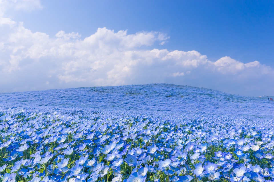 mùa hoa ở công viên Hitachi Nhật Bản