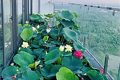 Sở hữu căn penthouse rộng 300m2, cặp vợ chồng trẻ “đầu tư” hẳn hồ trồng hoa sen ngoài ban công