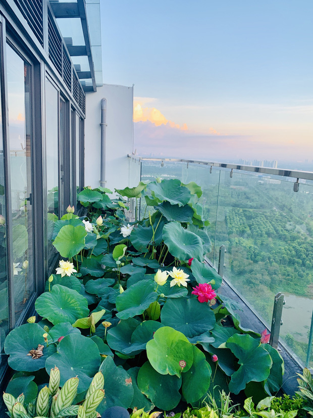 hồ sen tại ban công penthouse