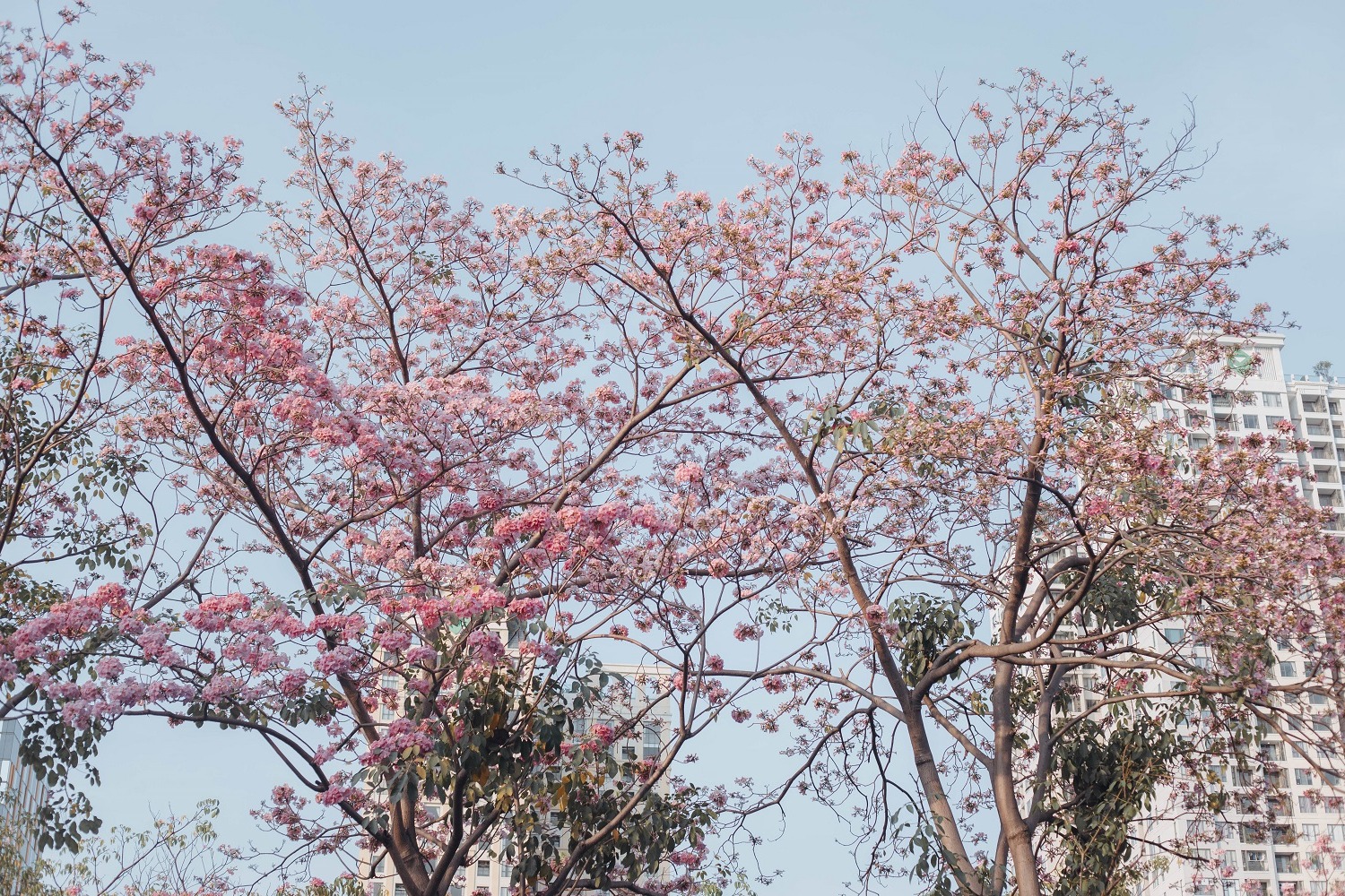 photo 9X mộng mơ đi khắp Việt Nam săn các mùa hoa