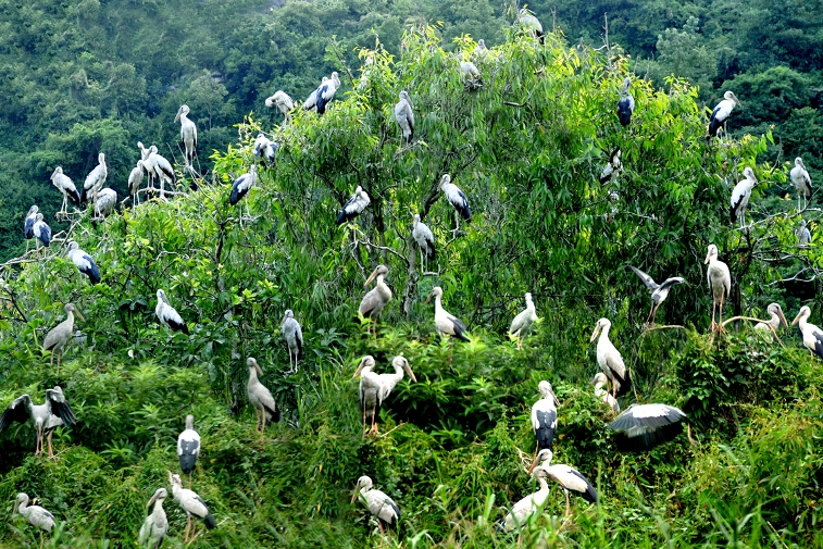 Khám phá vườn chim Thung Nham
