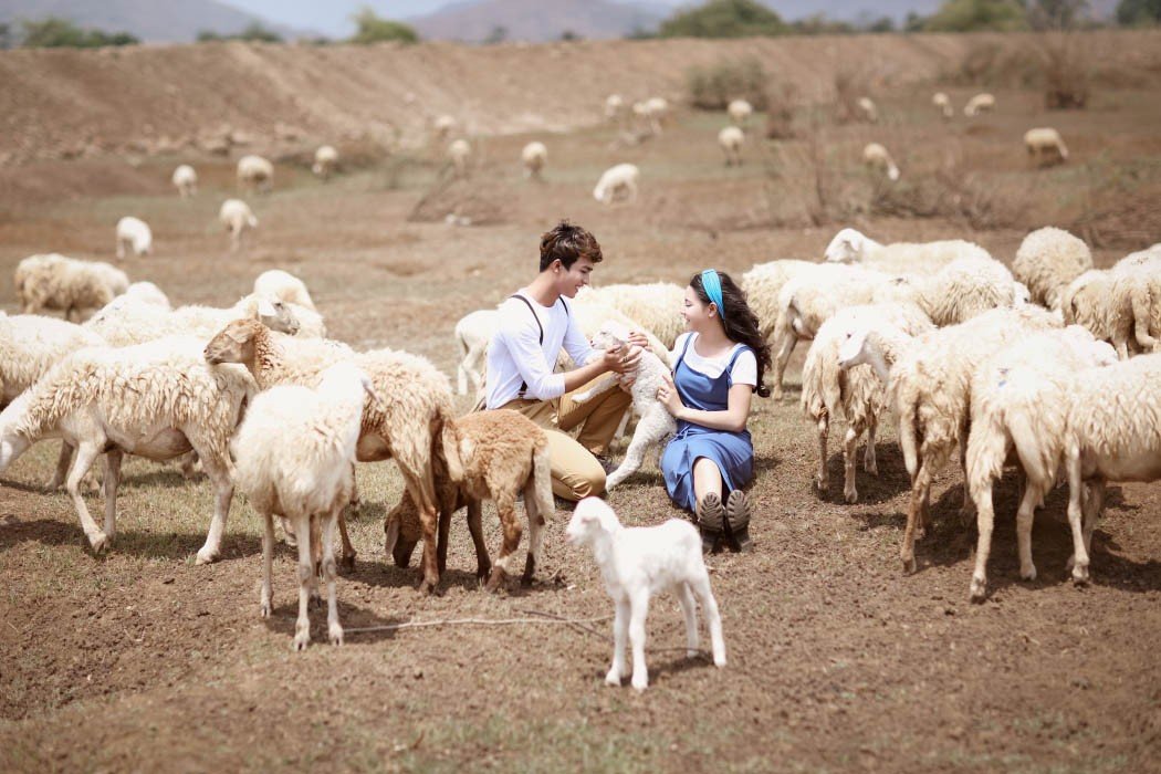 Đồng cừu Suối Nghệ - địa điểm chụp hình cực hot tại Vũng Tàu