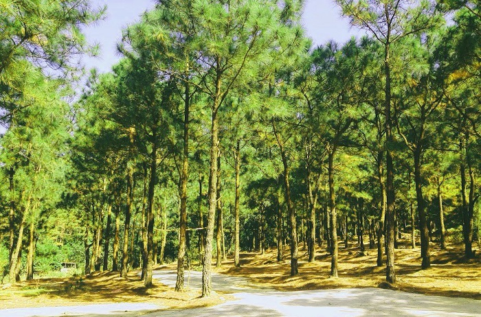 khu du lịch Thiên Phú Lâm nổi tiếng với rừng thông lớn nhất HN