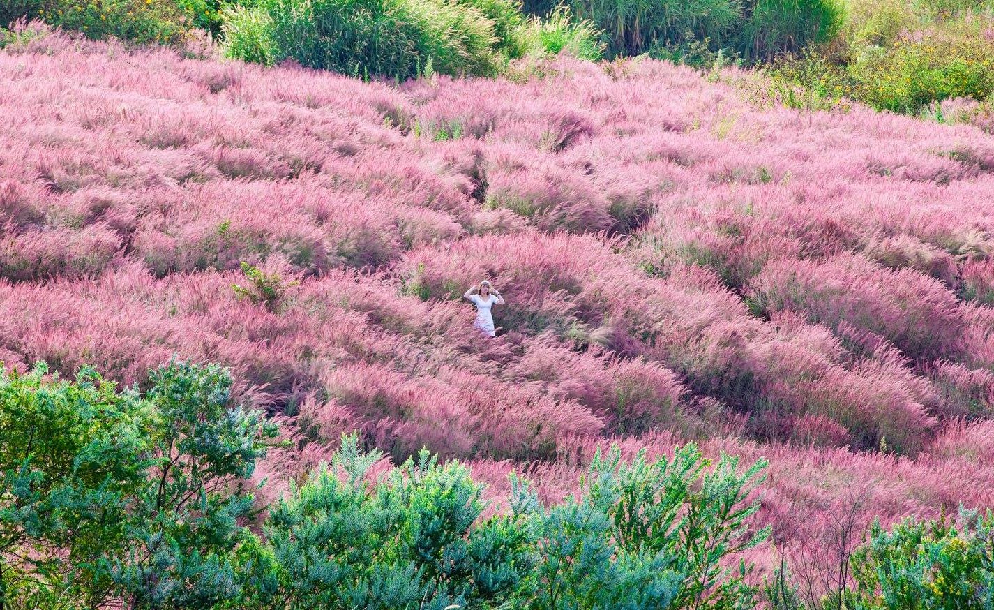 Cỏ đuôi chồn còn được gọi là cỏ hồng
