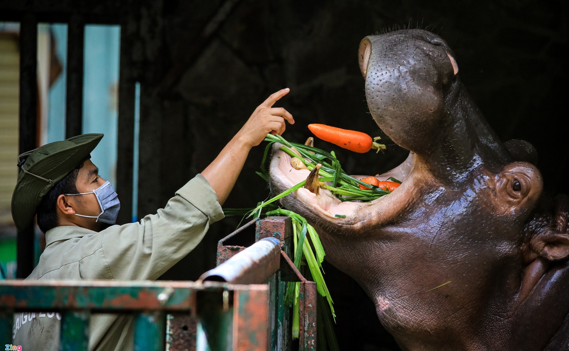 gần 1500 động vật trong Thảo Cầm Viên vẫn được chăm sóc, cho ăn theo khẩu phần như bình thường