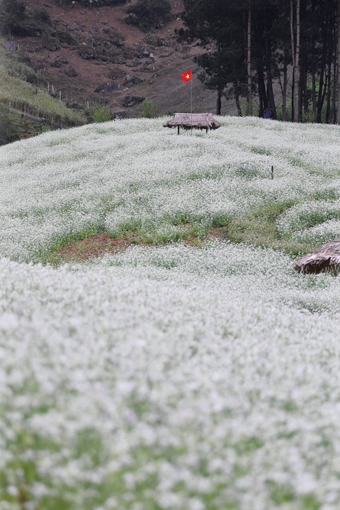4 tọa độ ngắm mùa cải nở trắng trời ở cao nguyên Mộc Châu