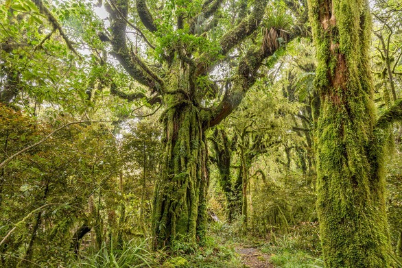 Gọi tên những khu rừng bí ẩn có hình thù độc lạ nhất thế giới, Việt Nam cũng có một cái tên ấn tượng 
