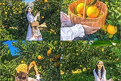 Vườn cam Mộc Châu đẹp "hú hồn", dân tình rủ nhau đến check in không ngớt lời khen