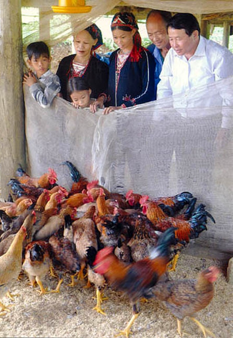 Những phong tục đón Tết kỳ lạ chỉ có ở Việt Nam: thi hát với gà, gội đầu bằng nước gạo, ăn trộm cầu may,...