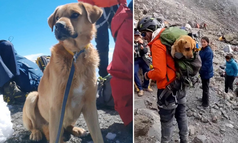 30 người chinh phục lại đỉnh núi 5636m cao nhất Mexico để giải cứu 1 chú chó mắc kẹt trong tuyết