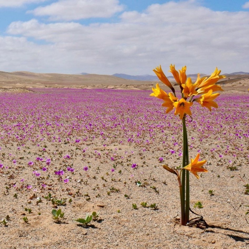 Chuyện khó tin: những vùng hoang mạc quanh năm khô cằn bất ngờ nở hoa rực rỡ 