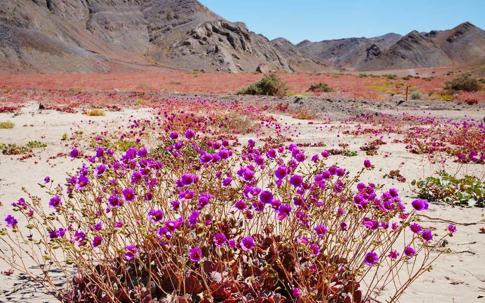 Chuyện khó tin: những vùng hoang mạc quanh năm khô cằn bất ngờ nở hoa rực rỡ 