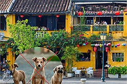 Thành phố đầu tiên của Việt Nam nói không với thịt chó mèo là Hội An: hội yêu pet cưng ủng hộ rần rần!