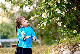 Quảng Ninh: Ghé Bình liêu để chiêm ngưỡng mùa hoa sở đẹp đến nao lòng