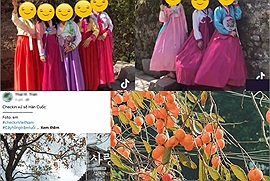 Cứ đến checkin cây hồng cố nổi tiếng Ninh Bình là “già trẻ lớn bé” đua nhau mặc hanbok: rõ là Việt Nam mà làm như Hàn Quốc? 