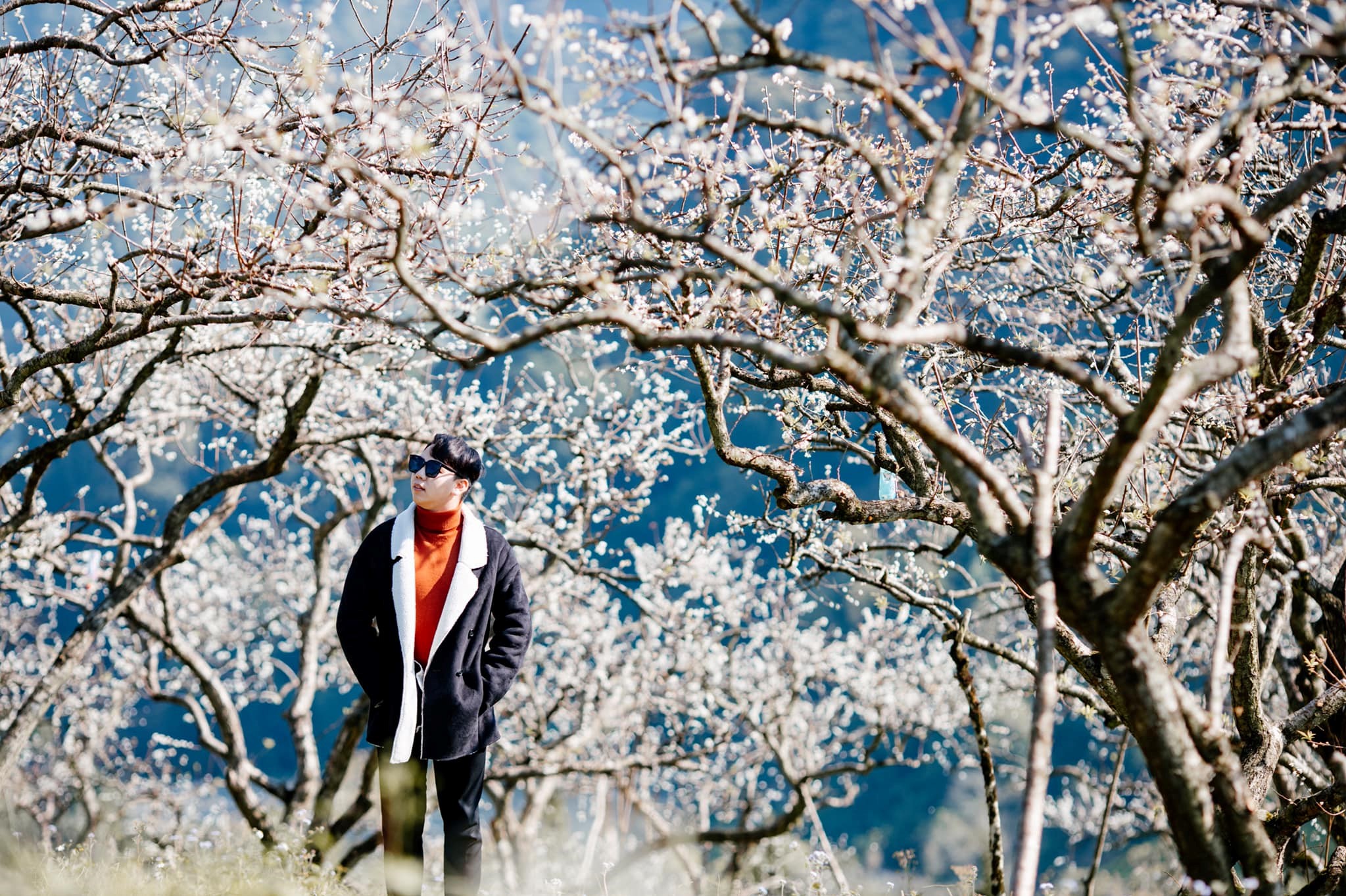  Nhanh nhanh làm chuyến du lịch Mộc Châu 2N1Đ để ngắm hoa mận nở trái mùa, trắng cả một chân trời