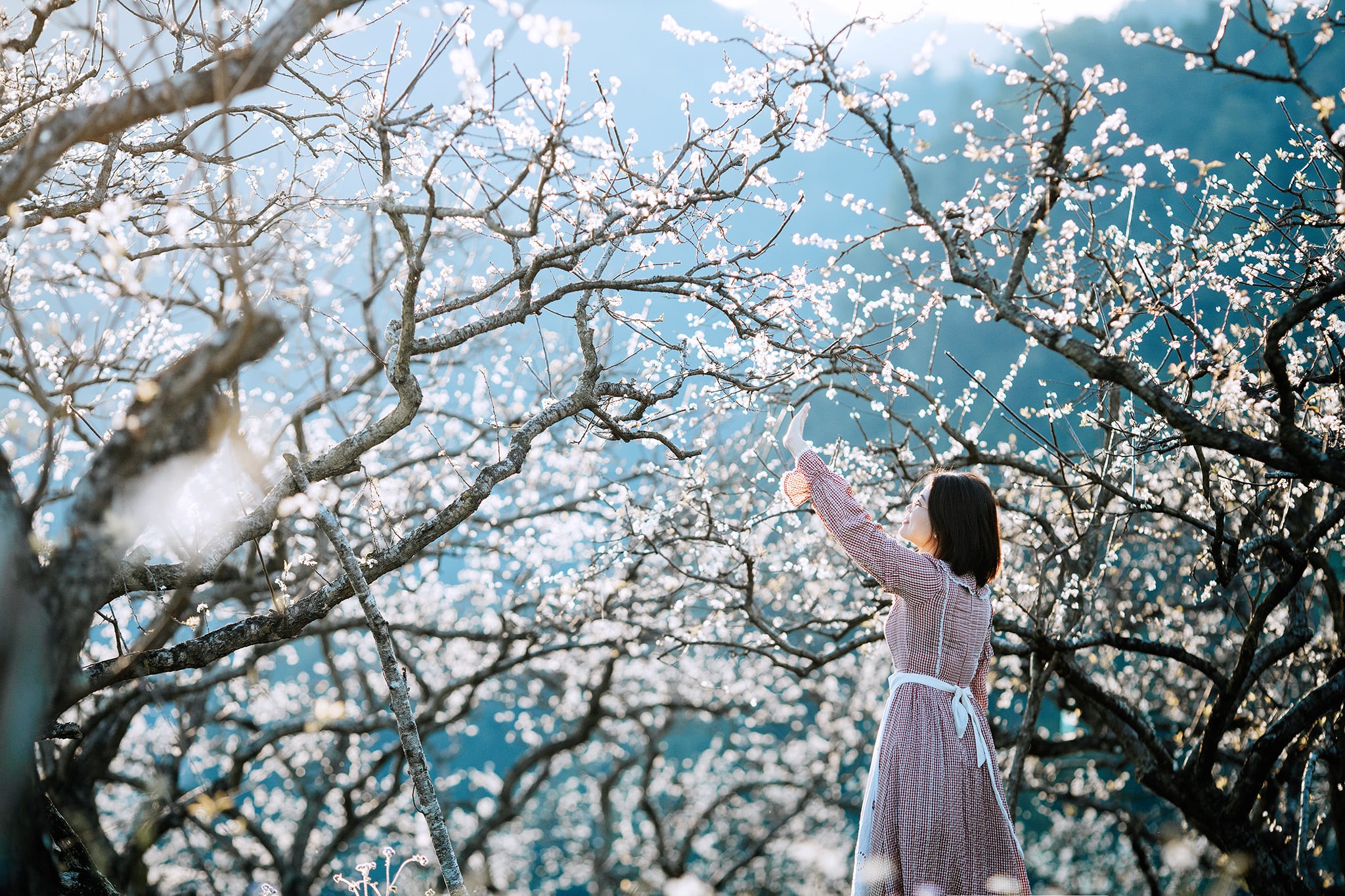 Nhanh nhanh làm chuyến du lịch Mộc Châu 2N1Đ để ngắm hoa mận nở trái mùa, trắng cả một chân trời