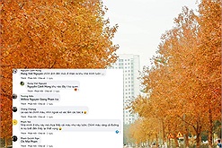 Netizens phẫn nộ vì con đường lá phong vàng rực ở Hà Nội chỉ là “cú lừa”, chính chủ lên tiếng giải thích có làm nguôi ngoai
