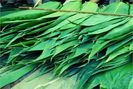 Sửng sốt những lá cây đầy rẫy ở vườn người Việt cho không ai lấy lại là báu vật bên nước ngoài, bán siêu được giá mà vẫn cháy hàng