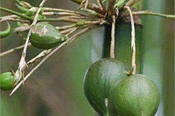 Giải mã loại cây ở Việt Nam mất cả thế kỷ để kết trái nhưng mỗi khi ra quả khiến loài người khiếp sợ vì biết sắp đại họa