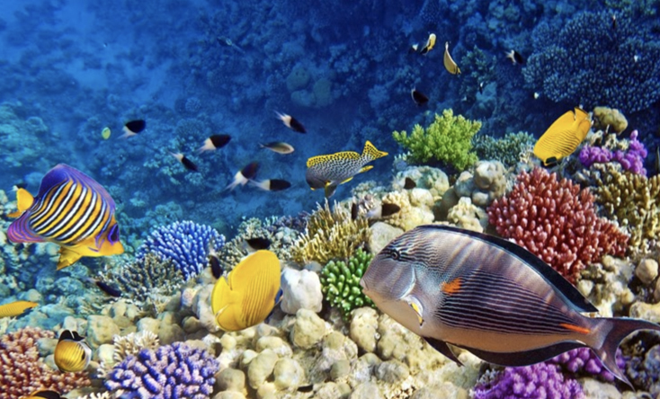 Thế giới cá đầy màu sắc  trong thủy cung tuyệt đẹp