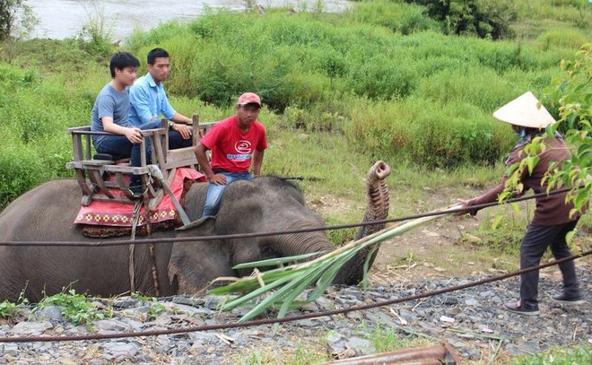 voi ở khu du lịch Đak Lak