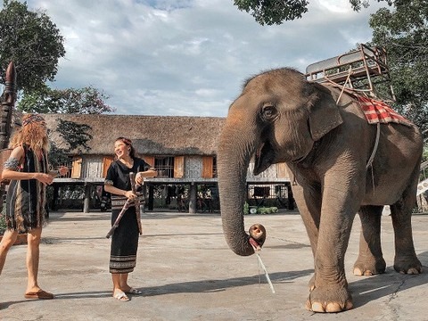 voi ở khu du lịch Đak Lak