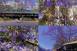 Tháng 3 đến rồi, mau mau đến Đà Lạt để ngắm hoa phượng tím nở rộ, cực kỳ phù hợp những nàng thích check-in phong cách mộng mơ, nhẹ nhàng