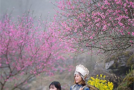 Hà Giang tháng 3 gây ấn tượng với hoa đào nở muộn