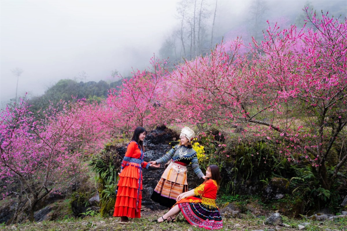 Mùa hoa đào nở muộn ở Hà Giang 