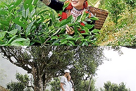 Du lịch “kiểu mới” ở Điện Biên: Trải nghiệm ngắm chè Shan Tuyết cổ thụ và check-in với cây di sản Việt Nam 