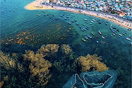 Mùa rong mơ lại đến, du khách thích thú rủ nhau đến “rừng vàng” làng biển Nhơn Hải để check-in, lặn biển 