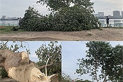 Cận cảnh “cây cô đơn" ở Hồ Tây sau khi bị chặt lén trong đêm: Điểm check-in sống ảo thân quen không còn nữa!