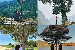 Cùng điểm qua những chiếc cây cô đơn cực kỳ nổi tiếng tại Việt Nam: Tại sao lại có sức hút đến thế?