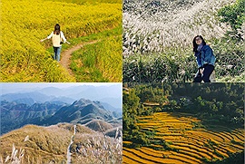Choáng ngợp trước vẻ đẹp mộng mơ của Bình Liêu khi vào mùa lúa chín vàng và cỏ lau trắng cả một vùng