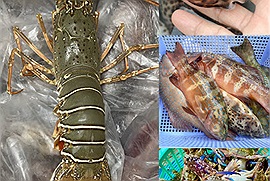 Loạt ảnh hải sản tươi sống Phú Quốc mới được đánh bắt đúng vào mùa béo ngọt khiến ai cũng "chảy nước miếng"