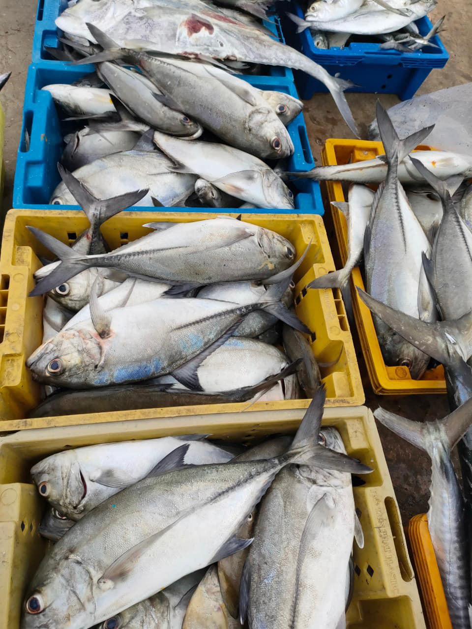 hải sản tươi sống Phú Quốc
