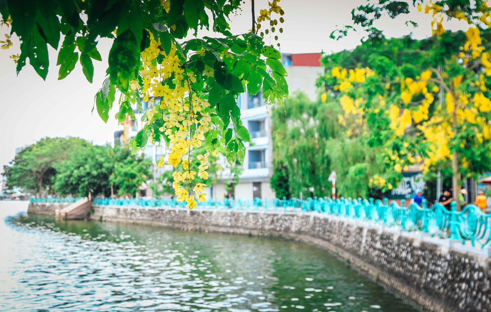 Chụp ảnh mùa thu Hà Nội ở phố Phan Đình Phùng